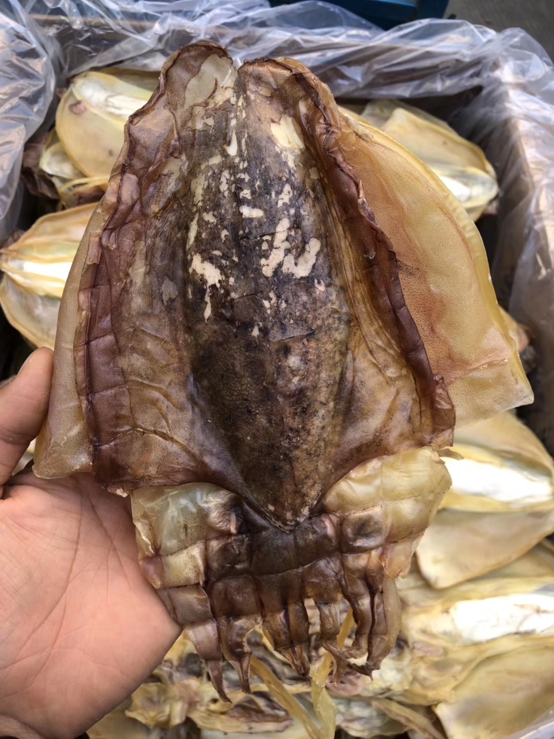 影支宝 中墨鱼