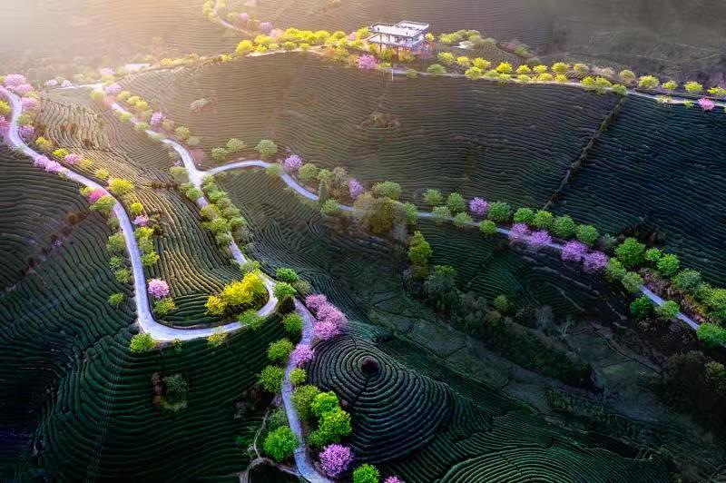 影支宝 2020年春之声系列 中国最美樱花茶园+华安土楼两天摄影团