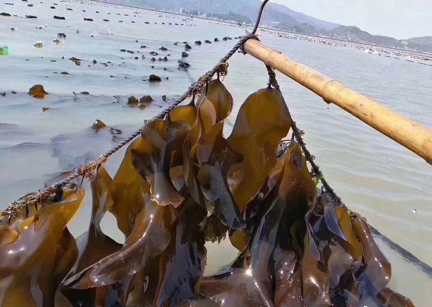 影支宝 海带片