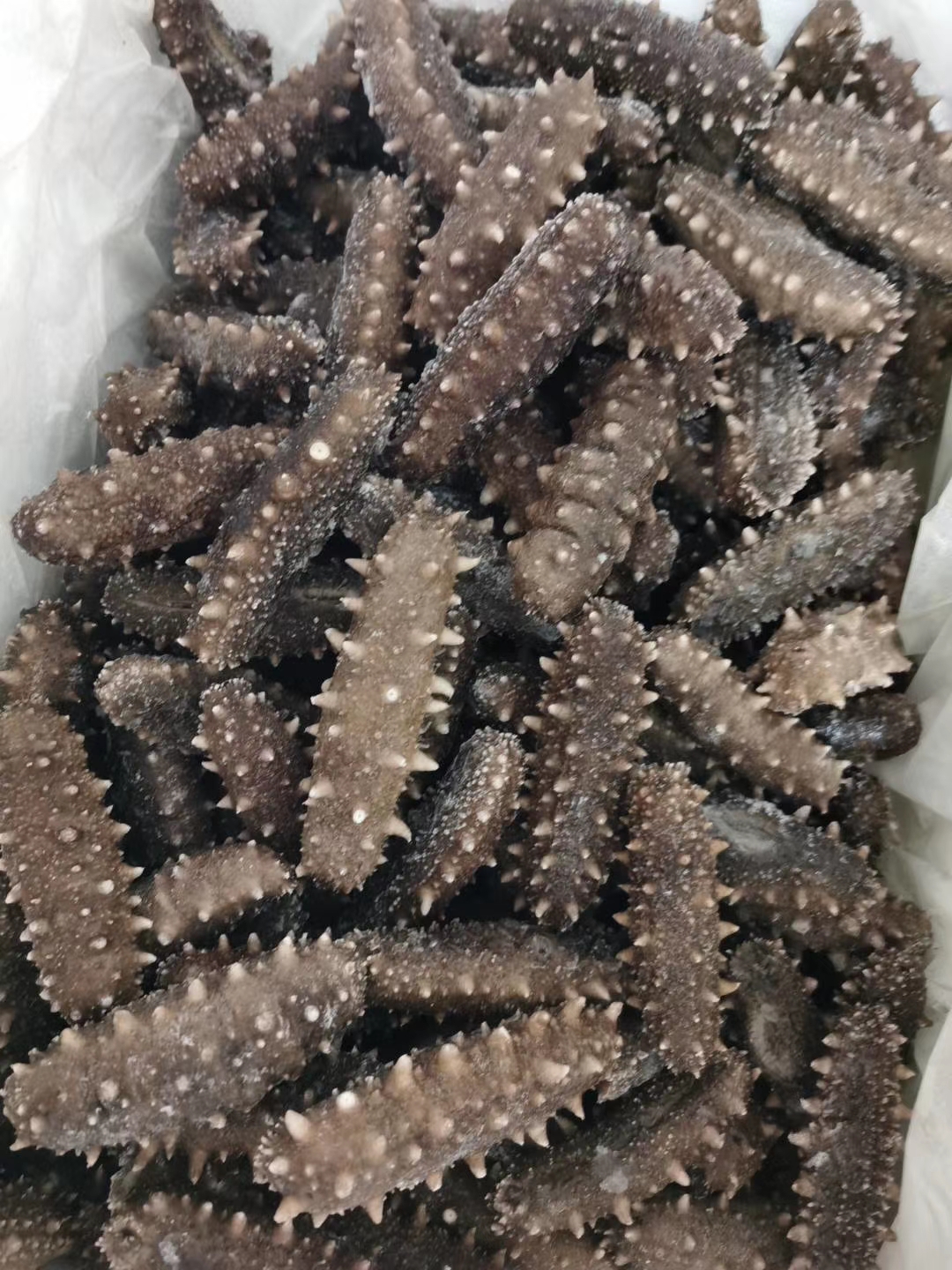影支宝 即食海参