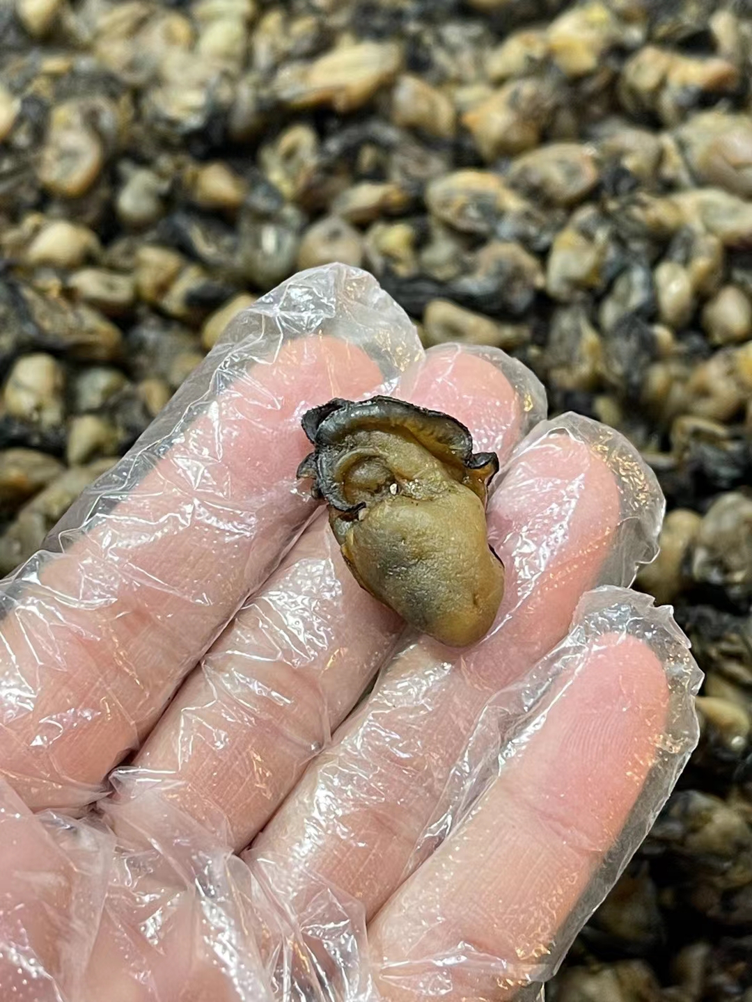 影支宝 海砺干