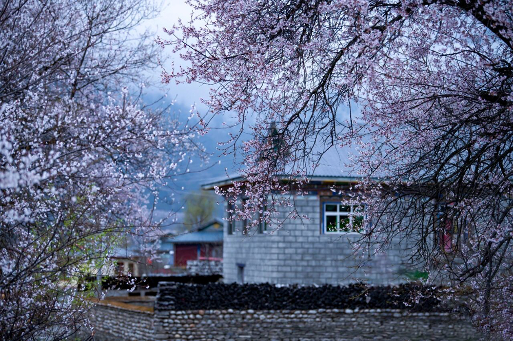 影支宝 3月25【林芝桃花摄影】11日摄影游